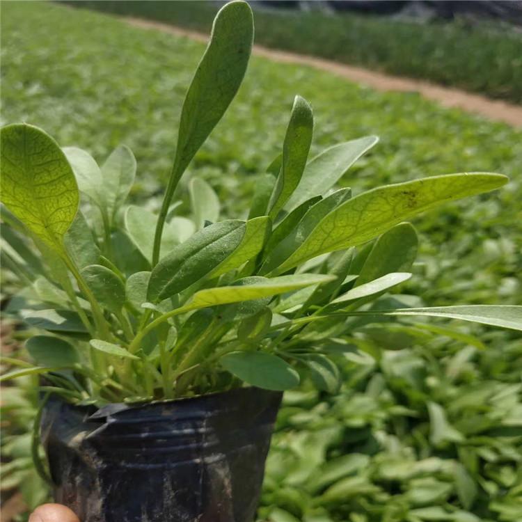 花农20万金鸡菊价格便宜 金鸡菊基地批发