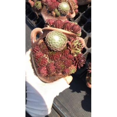 进口多肉植物群生奇趣肉肉大群老桩室内绿植花卉组合盆栽带盆发货