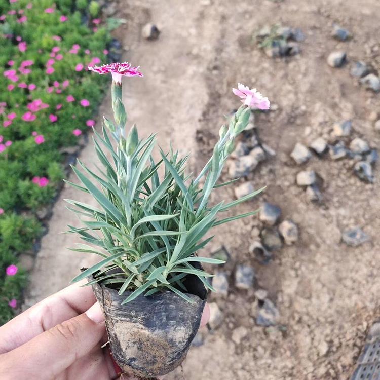 彩虹石竹盆花 彩虹石竹批发 青州丰林现货供应