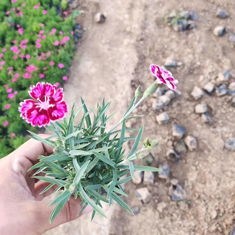 彩虹石竹盆花 彩虹石竹基地 山东供应商