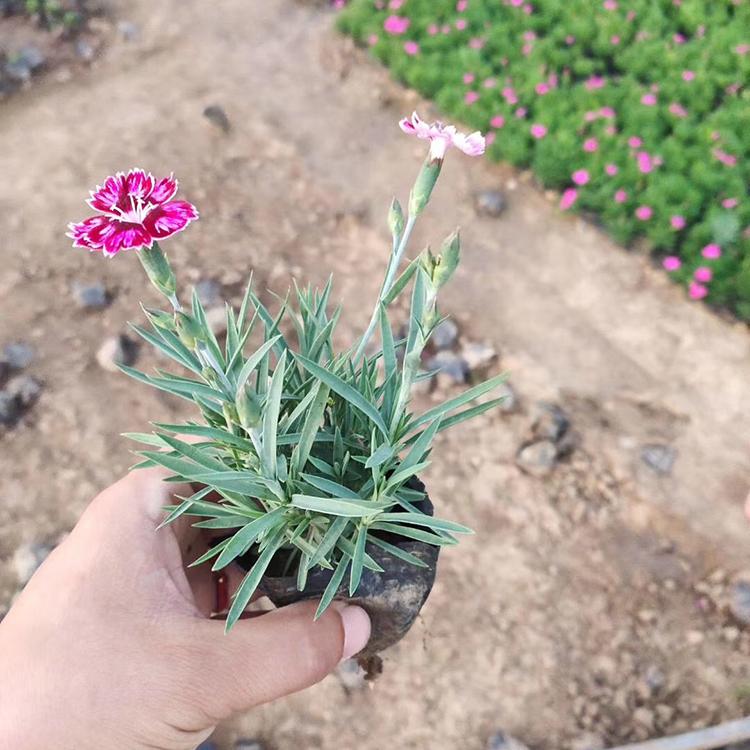 彩虹石竹供应 彩虹石竹苗 山东供应商