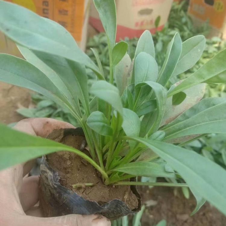金鸡菊金鸡菊价格基地金鸡菊报价