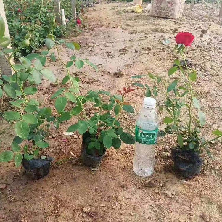 大花月季价格 丰林大花月季 销售大花月季