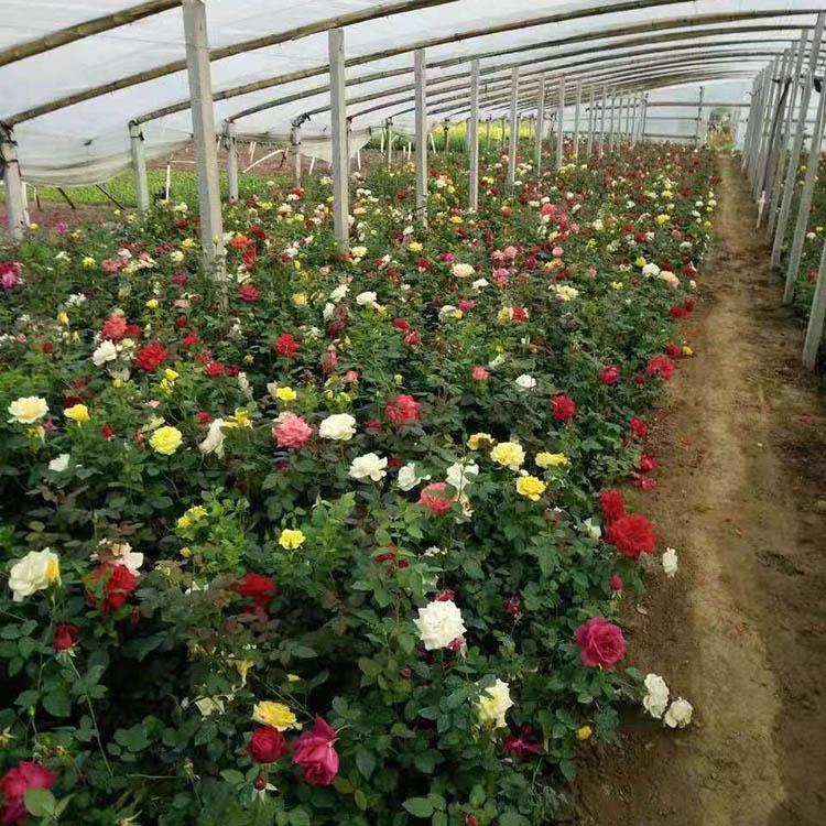 大花月季基地 大花月季盆苗 出售大花月季