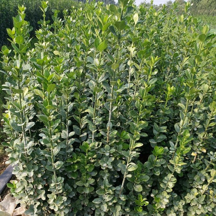 自产自销 黄杨 山东北海道黄杨种植基地