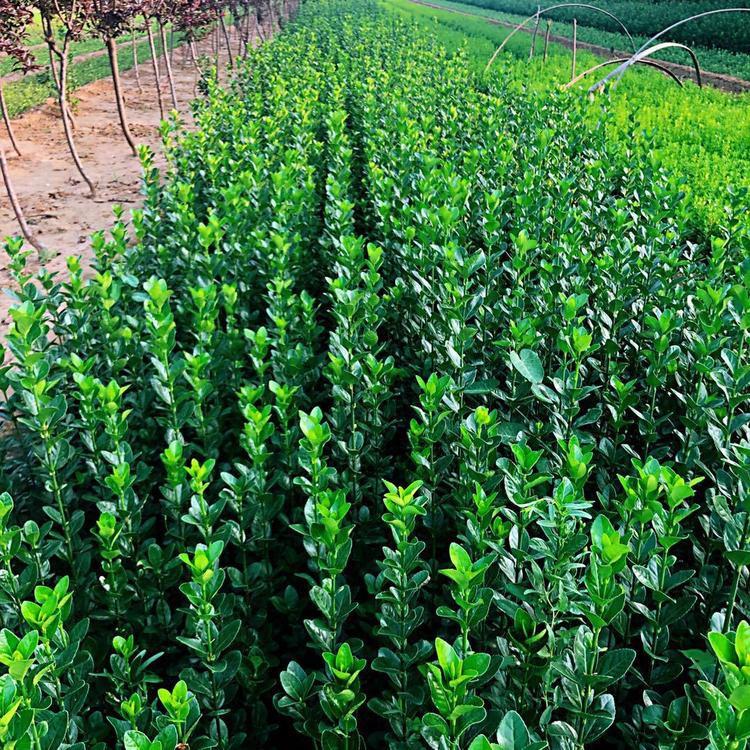 北海道黄杨批发价格 山东北海道黄杨苗 植株茁壮