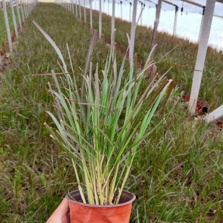 狼尾草小苗 观赏草狼尾草 狼尾草批发报价