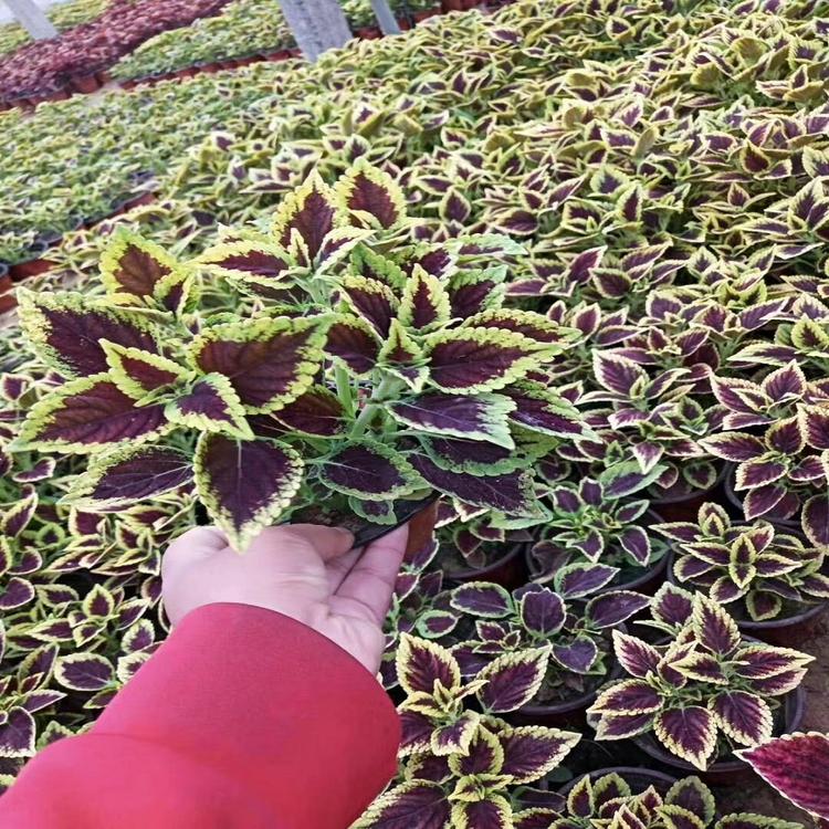 优惠多多金边彩叶草小苗金边彩叶草货商