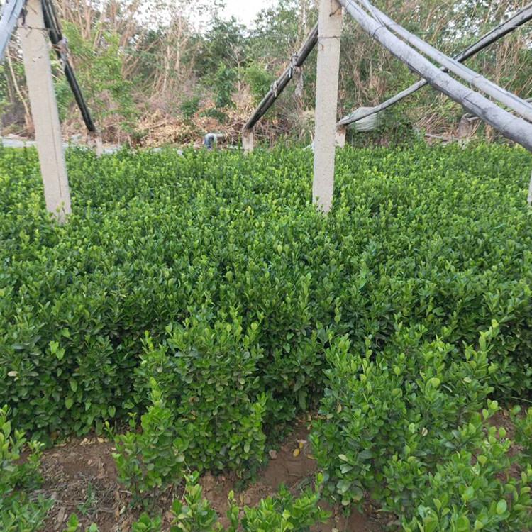 山东绿化苗木批发 冬青种植基地 山东冬青