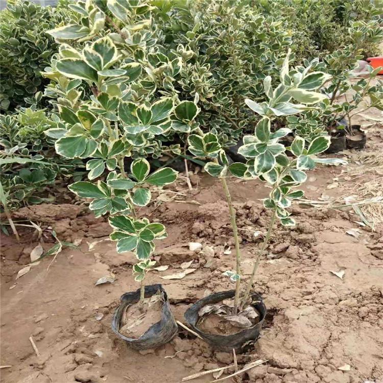 金边黄杨 金边黄杨价格 山东金边黄杨供应 厂家供应金边黄杨