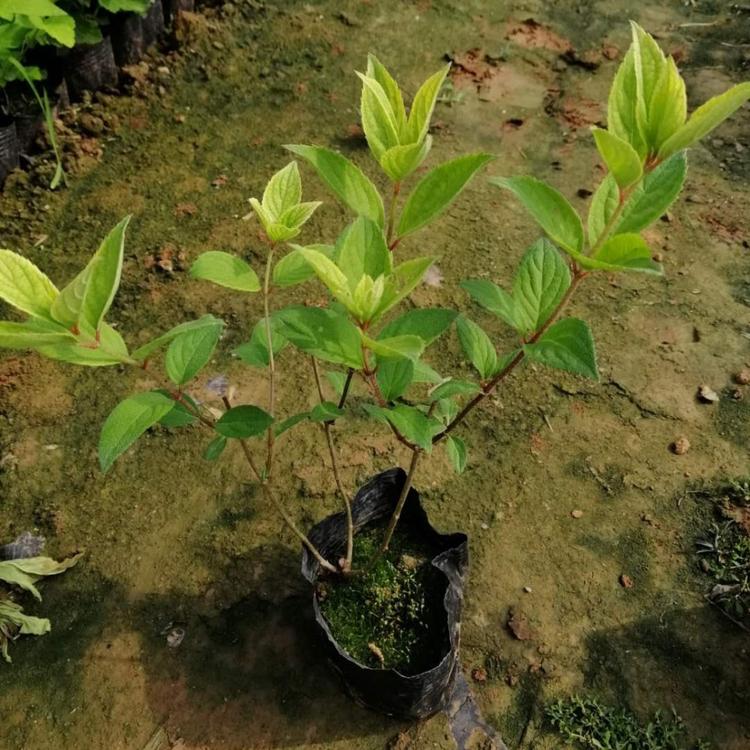 木绣球大量出售   山东木绣球批发价格  木绣球供应商