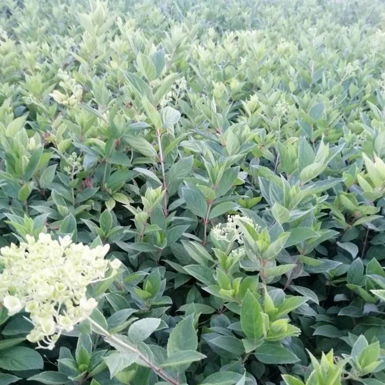 木绣球出售  山东木绣球供货商  山东木绣球销售