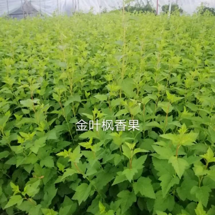 山东金叶枫香果   金叶枫香果种植基地   山东金叶枫香果培育