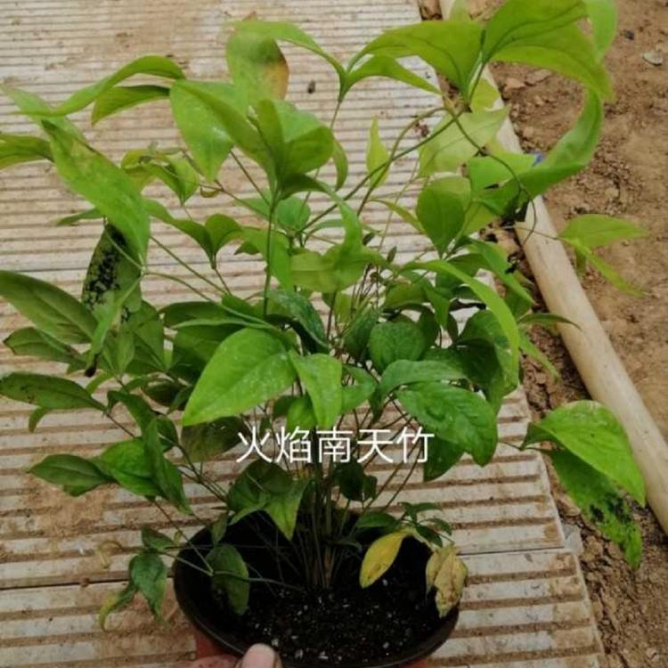 火焰南天竹价格  火焰南天竹供货商  火焰南天竹销售商