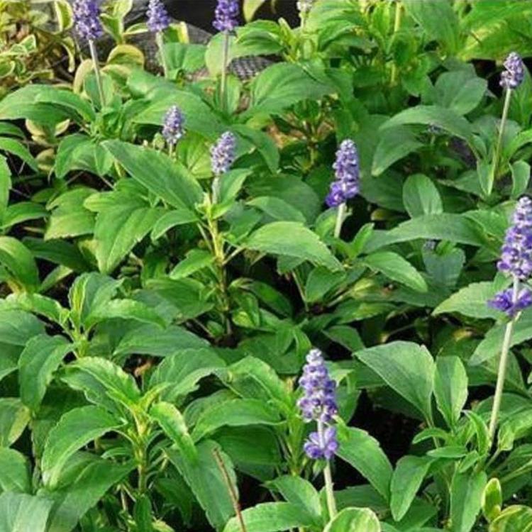 欧润花卉地被鼠尾草基地 地被鼠尾草批发商 欢迎来电咨询