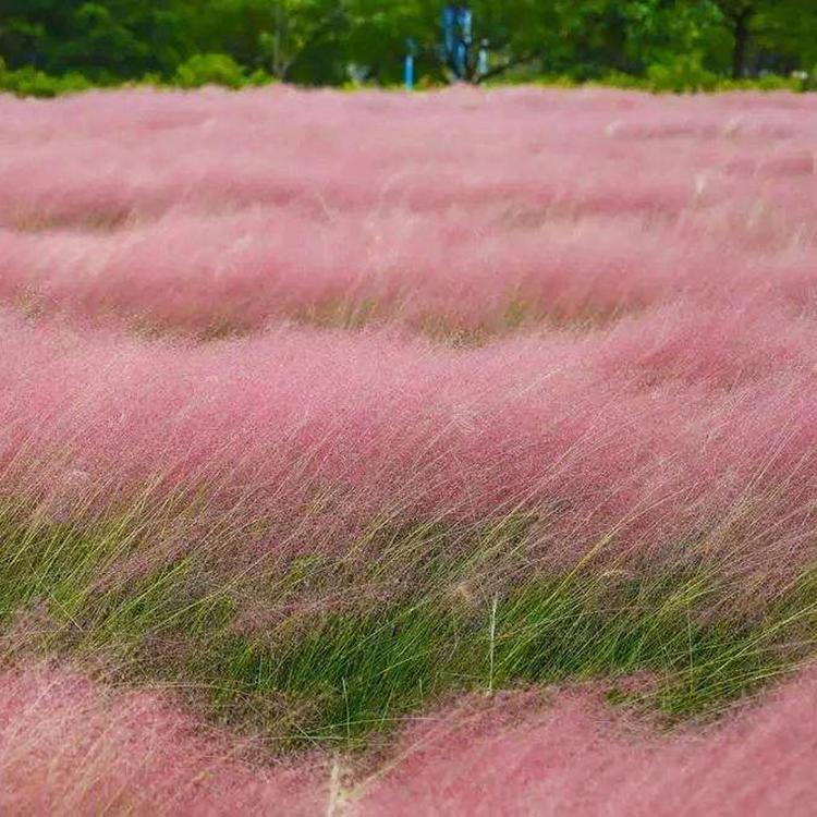 粉黛乱子草花苗 粉黛乱子草花苗培育基地 陕西粉黛乱子草花苗