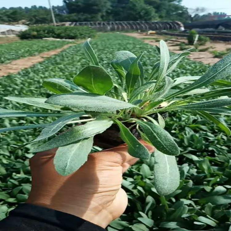青州天人菊价格多少基地供应天人菊批发天人菊报价