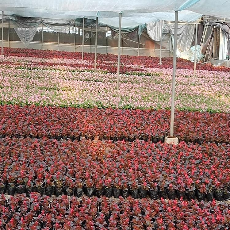 多种类目 芹叶牡丹种植 芹叶牡丹基地 种类齐全