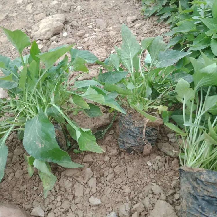 紫花地丁批发价格 弘达紫花地丁基地直销紫花地丁小苗供应紫花地丁量大从优