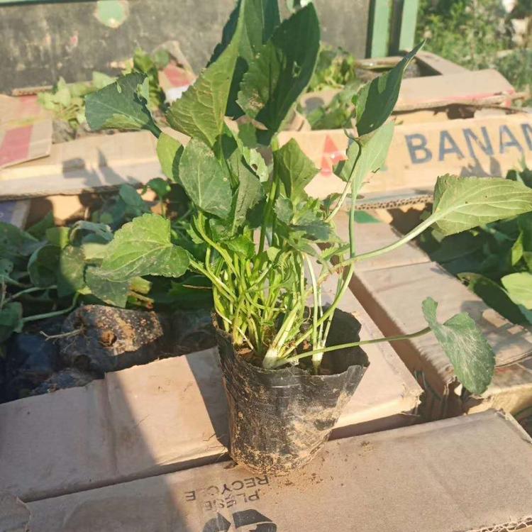 紫花地丁杯苗批发 紫花地丁