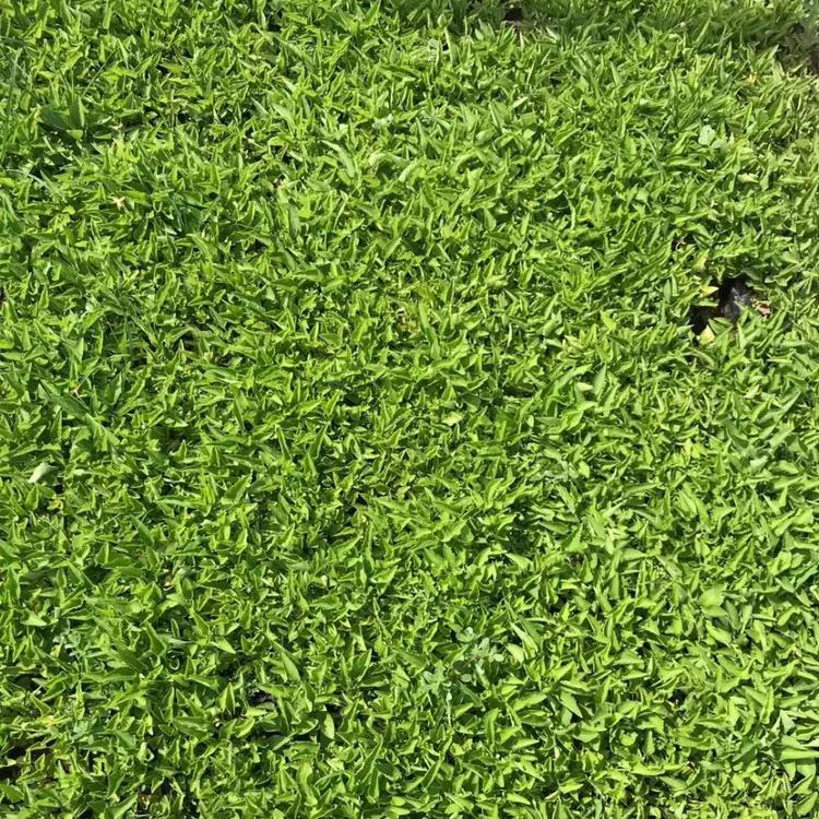 紫花地丁 紫花地丁小苗批发 紫花地丁种植基地 紫花地丁杯苗价格
