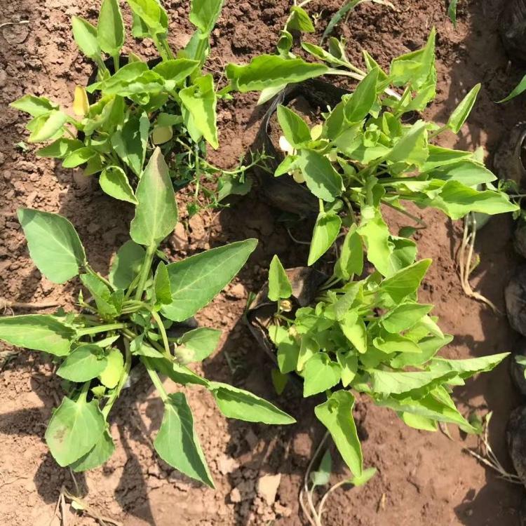 紫花地丁小苗价格 紫花地丁