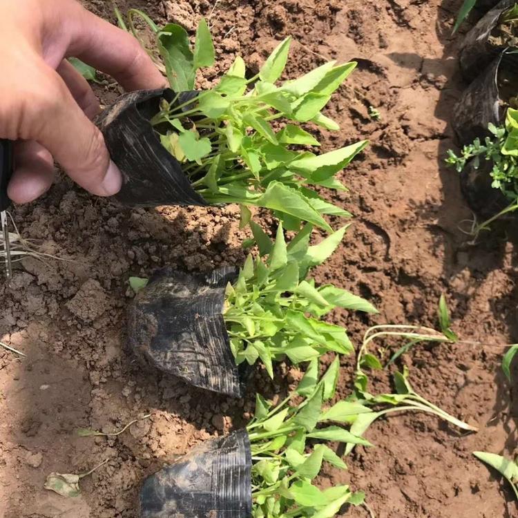紫花地丁杯苗价格 北京紫花地丁价格 天津紫花地丁批发
