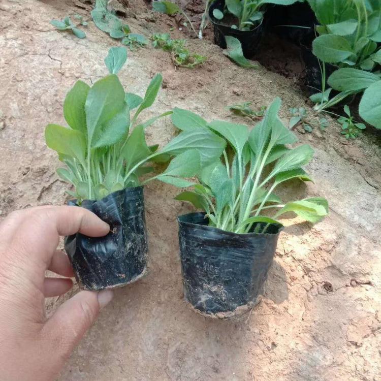 金光菊
