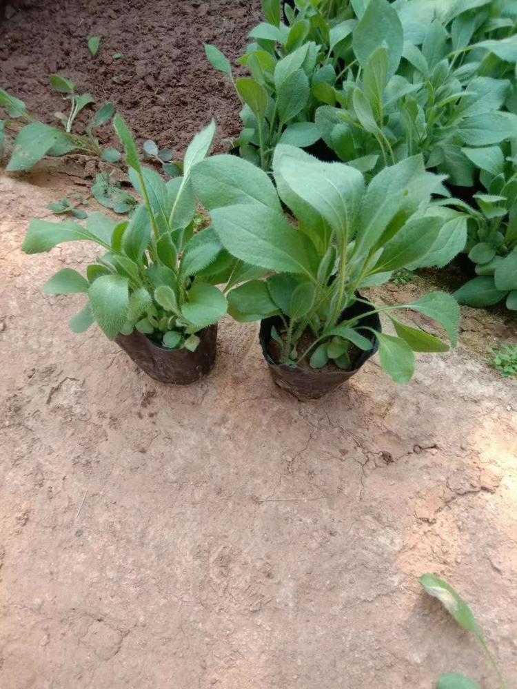 金光菊种植基地 金光菊