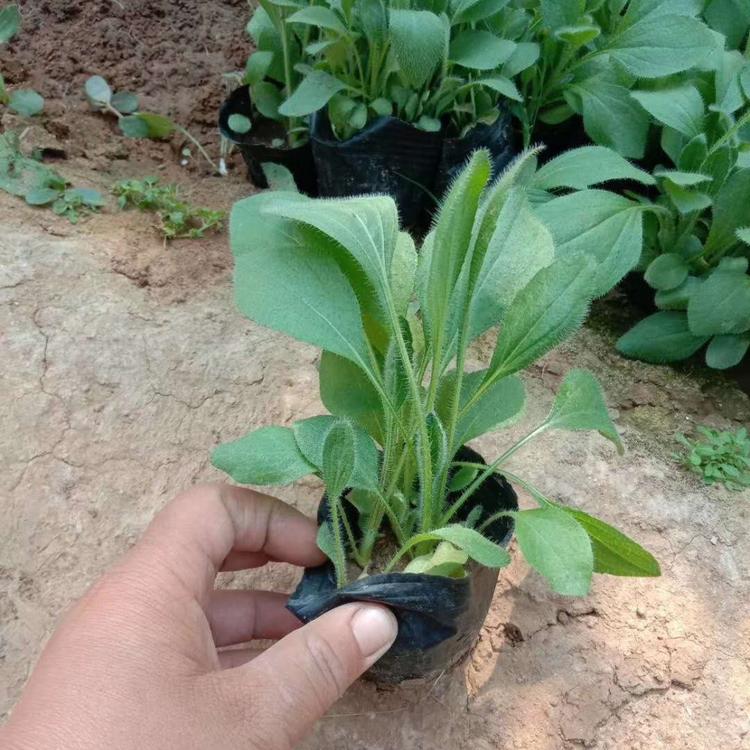 金光菊小苗 金光菊