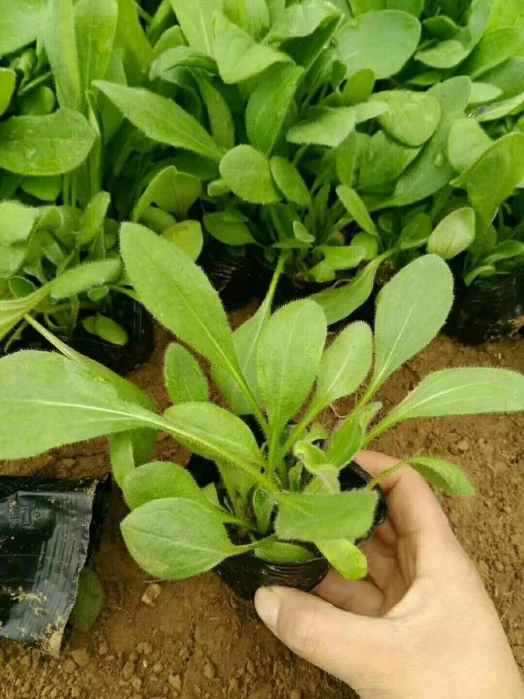 金光菊批发小苗 金光菊供应价格