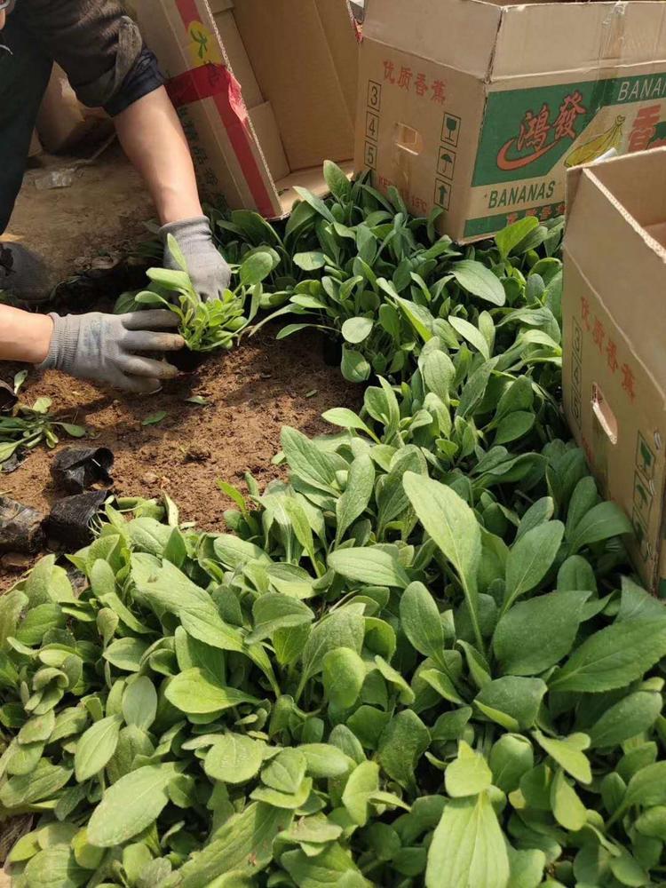 金光菊批发价格 金光菊小苗供应 金光菊种植基地