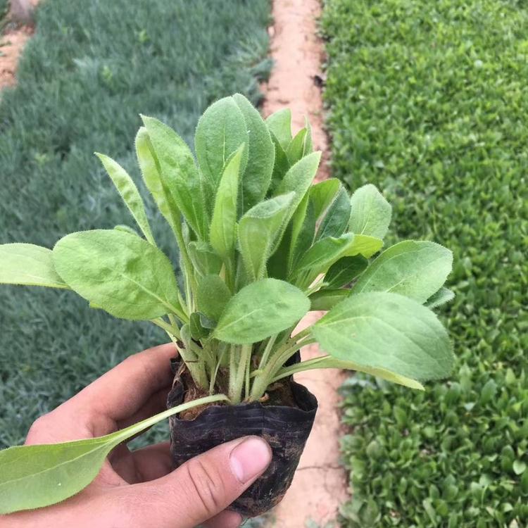 金光菊花海金光菊批发