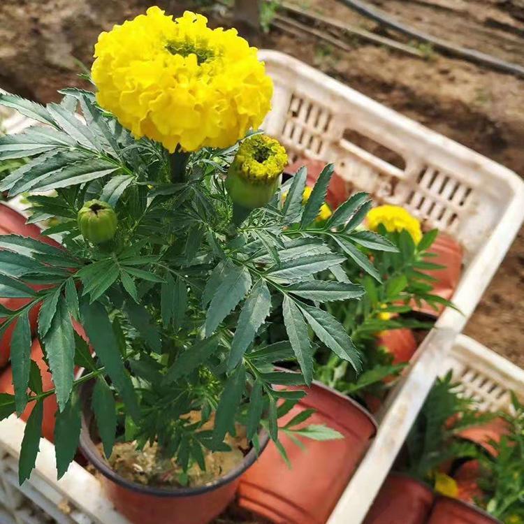 万寿菊 万寿菊价格 山东万寿菊基地 江瑞园艺万寿菊现货供应