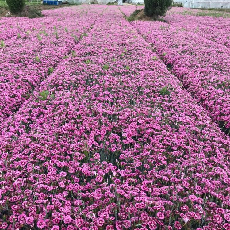 彩虹石竹价格  山东草花  开花草坪  欧石竹