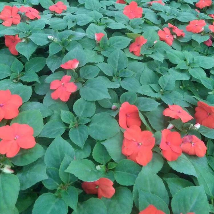 青州草花  非洲凤仙花    草花基地  山东绿化