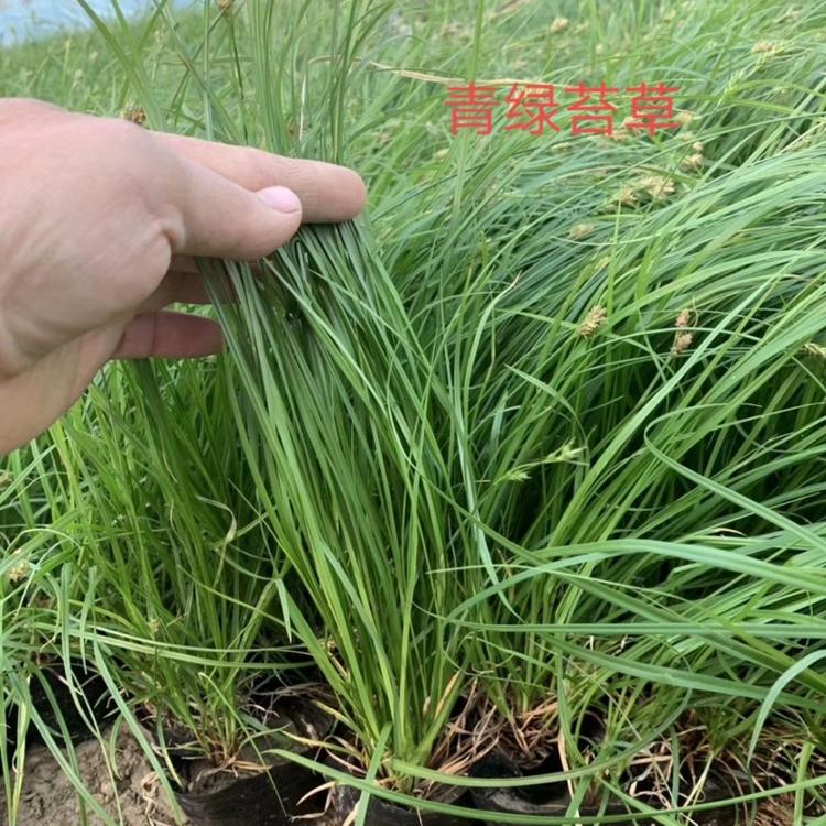 青绿苔草基地价格大量批发