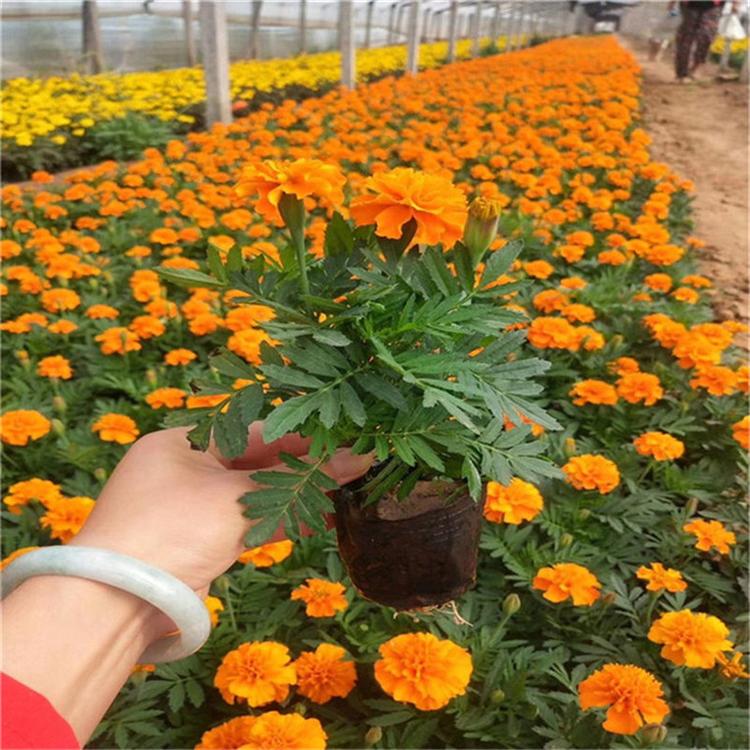孔雀草苗圃直供 孔雀草草本植物
