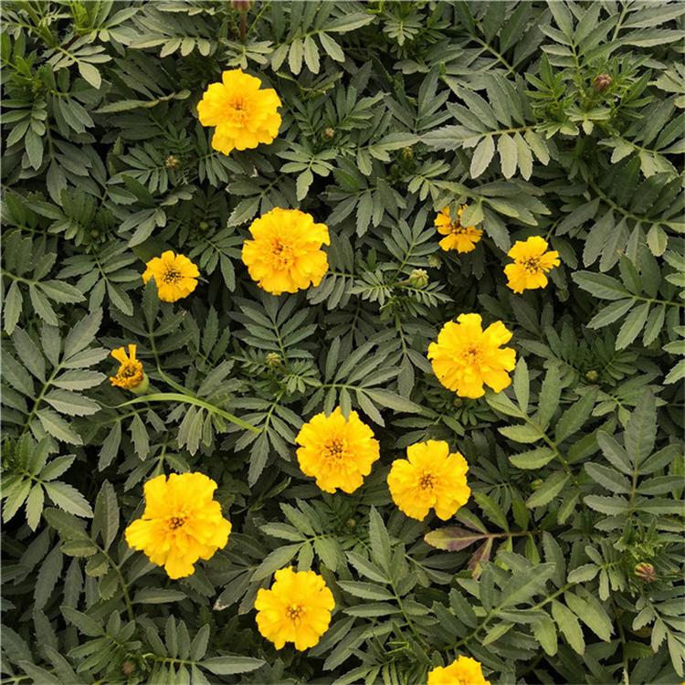 孔雀草厂家直销 孔雀草耐寒花卉