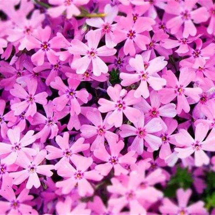 基地批发芝樱花 潍坊芝樱花 芝樱供应商