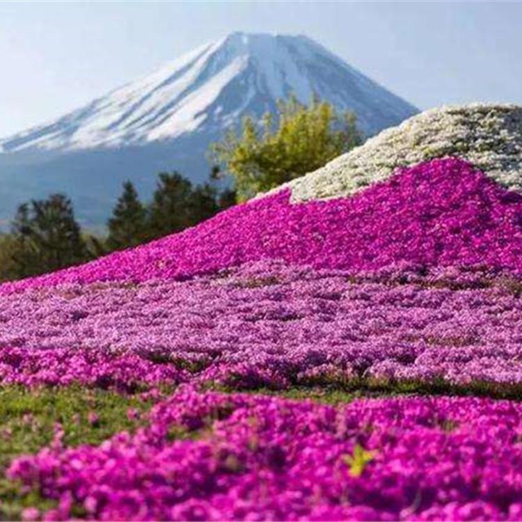 芝樱花海工程用苗 文萱花卉销售 芝樱花海工程用苗 山东丛生福禄考培育