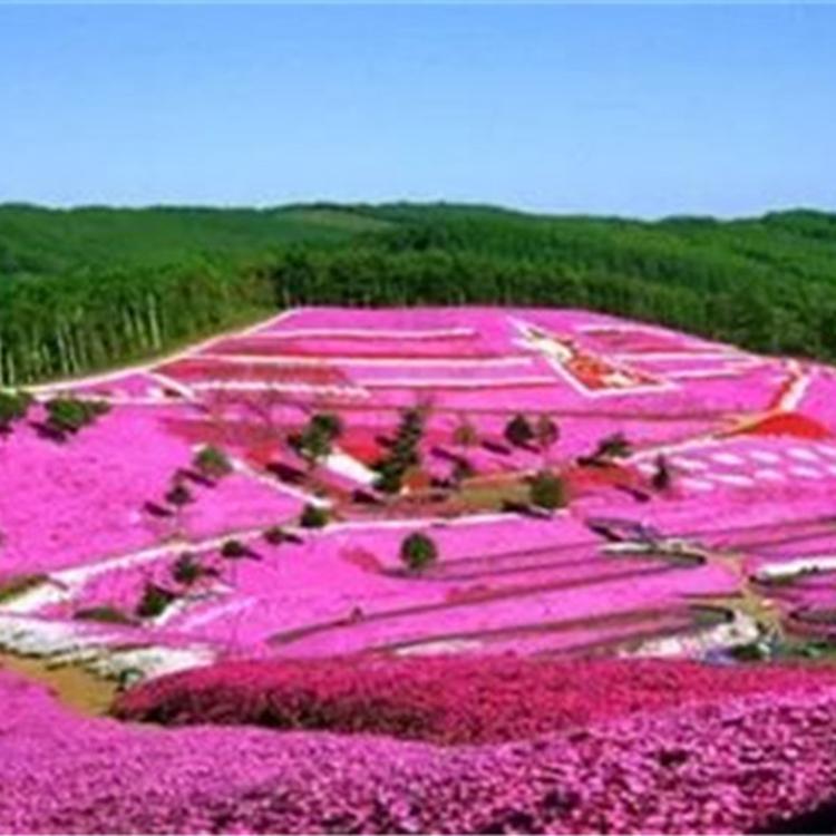 基地大量供应芝樱花 山东芝樱花 芝樱供应商