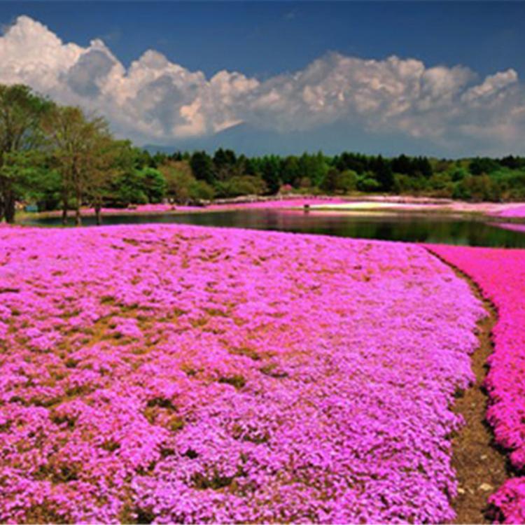芝樱小苗 宿根花卉出售 芝樱小苗 潍坊芝樱批发
