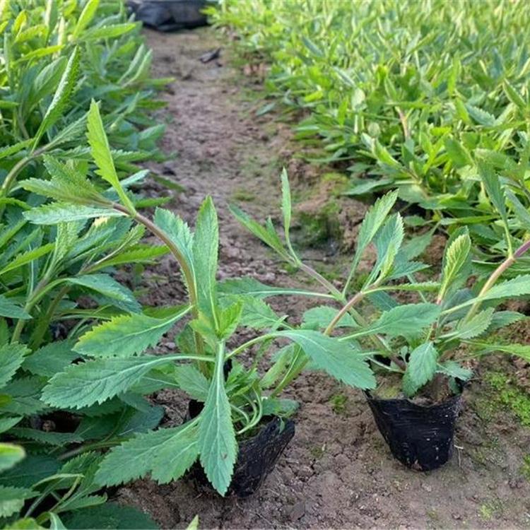 马鞭草批发 马鞭草种植基地 长期供应马鞭草小苗  青州马鞭草报价