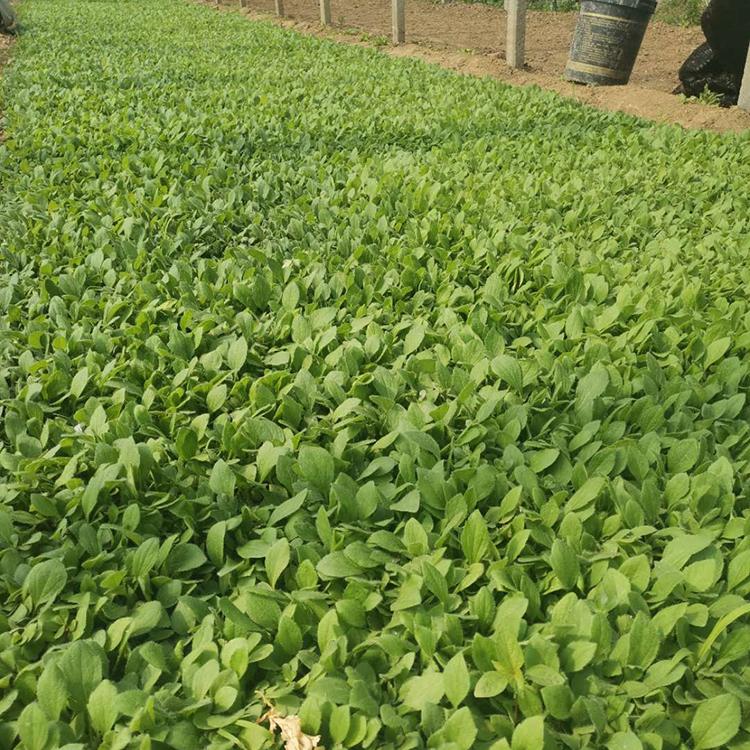 黑心菊 优良黑心菊种植基地 黑心菊批发商