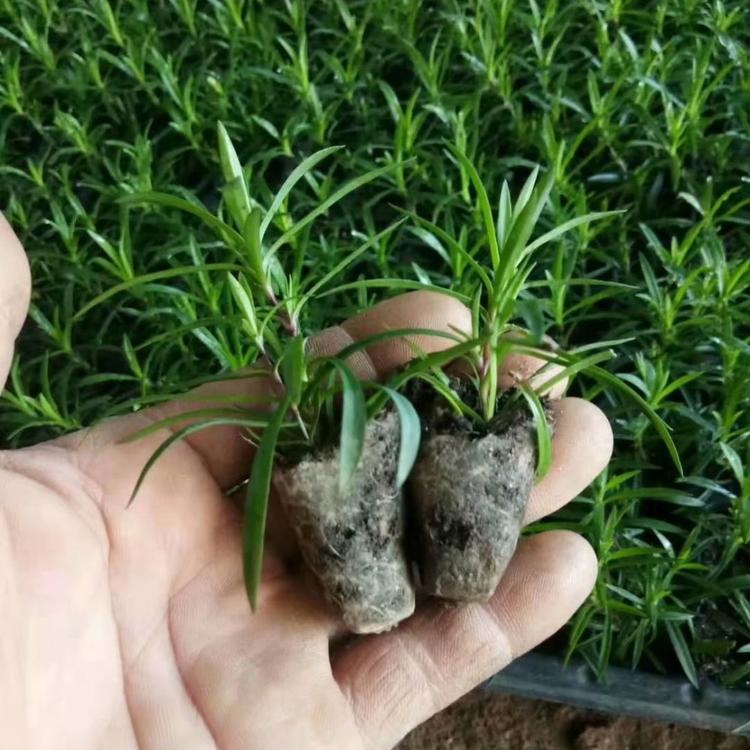欧石竹穴盘苗 价格