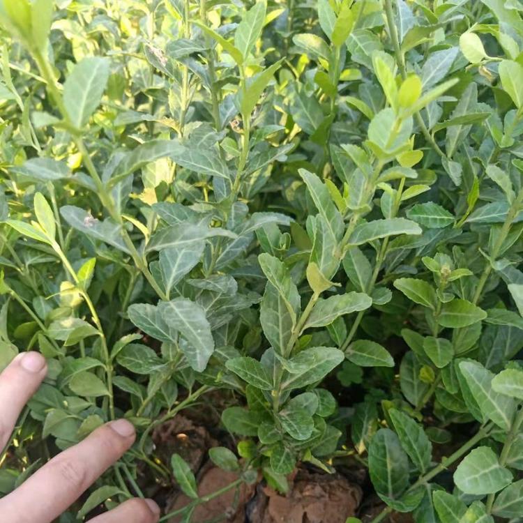 扶芳藤价格基地