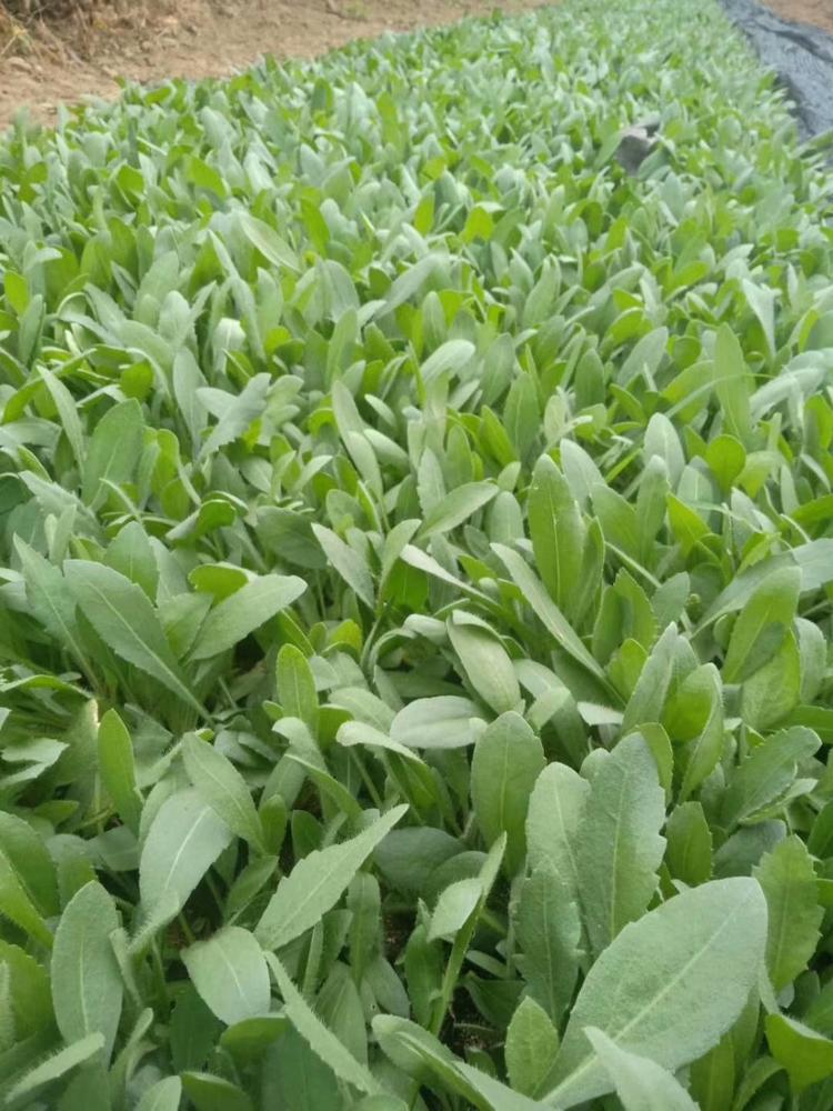 青州黑心菊价格黑心菊