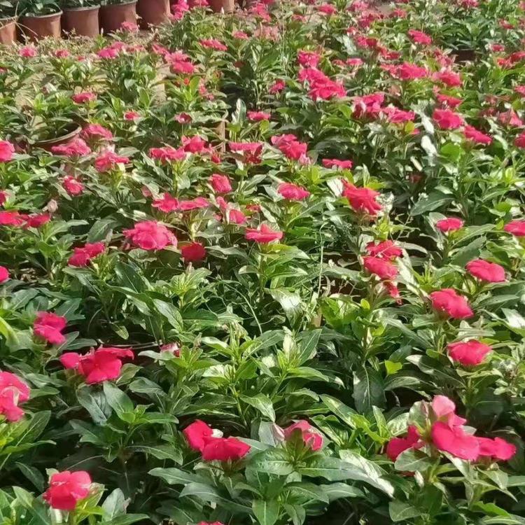 山东长春花报价_长春花培育基地