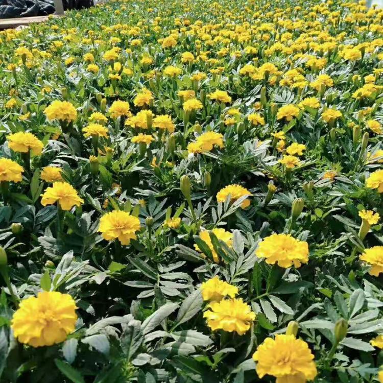 青州草花孔雀草_亨利花卉大量供应孔雀草_孔雀草种植基地